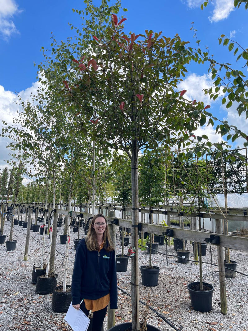 Photinia Red Robin Full Standard 18/20cm Girth