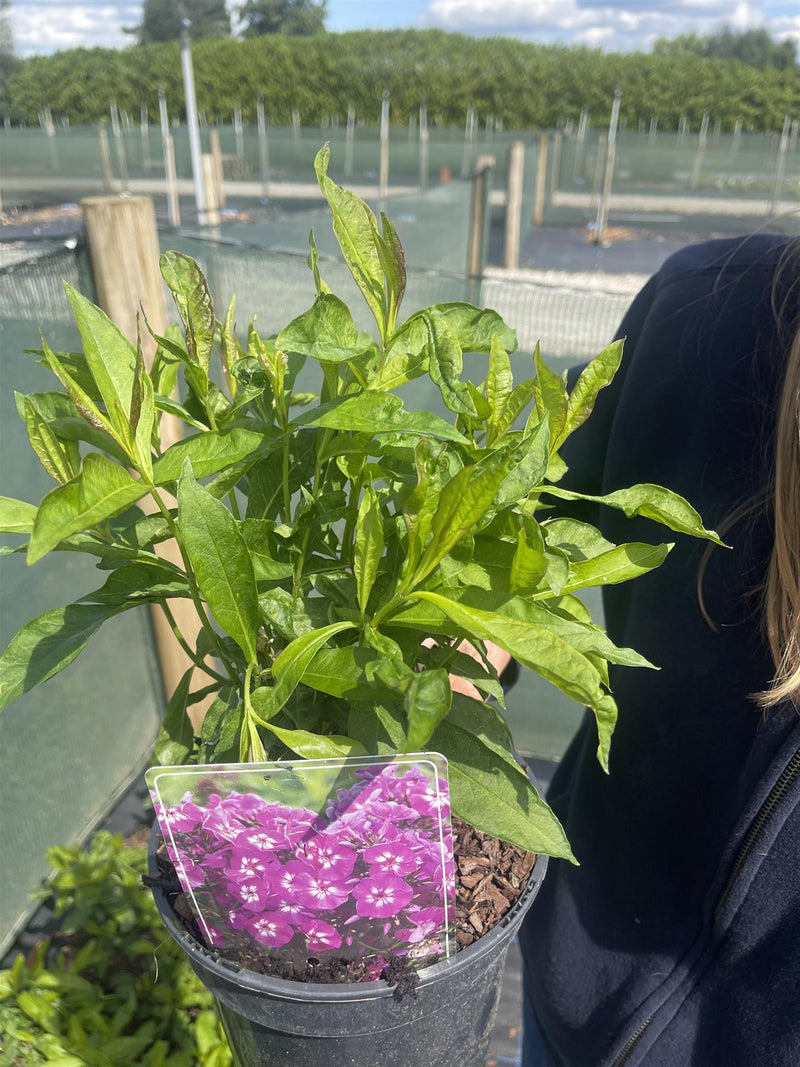 Phlox Purple Kiss 3 Litre Pot