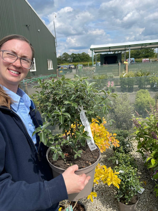 Pittosporum Irish Luck 4.5 Litre Pot