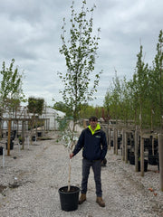 Betula Utilis Jacquemontii 8-10 Girth More Ready June
