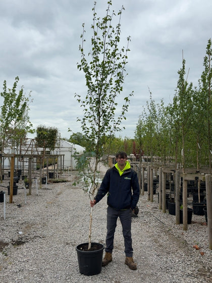 Betula Utilis Jacquemontii 8-10 Girth More Ready June