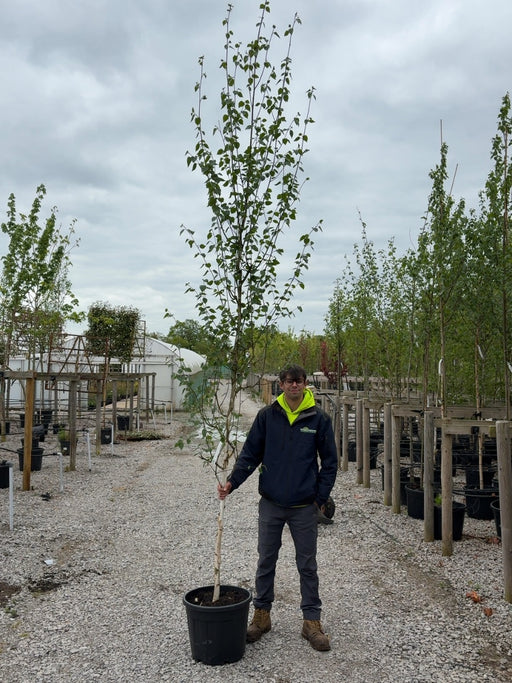 Betula Utilis Jacquemontii 8-10 Girth More Ready June