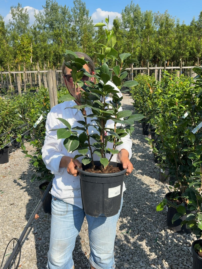 Camellia Jap. Sacco Vera 9 Litre Pot