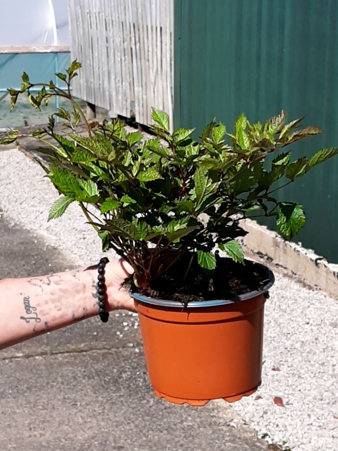 Astilbe jap. Deutschland 2 Litre Pot