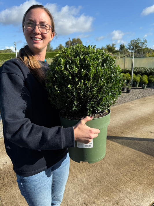 Ilex Crenata Jenny Topiary Ball 10 Litre Pot 40cm