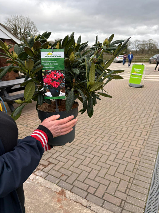 Rhododendron grier. Elizabeth Red Foliage 6 Litre Pot