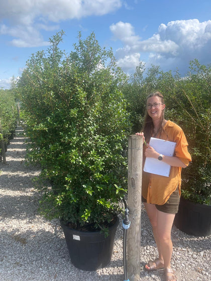 Osmanthus Burkwoodii Specimen 175/200cm