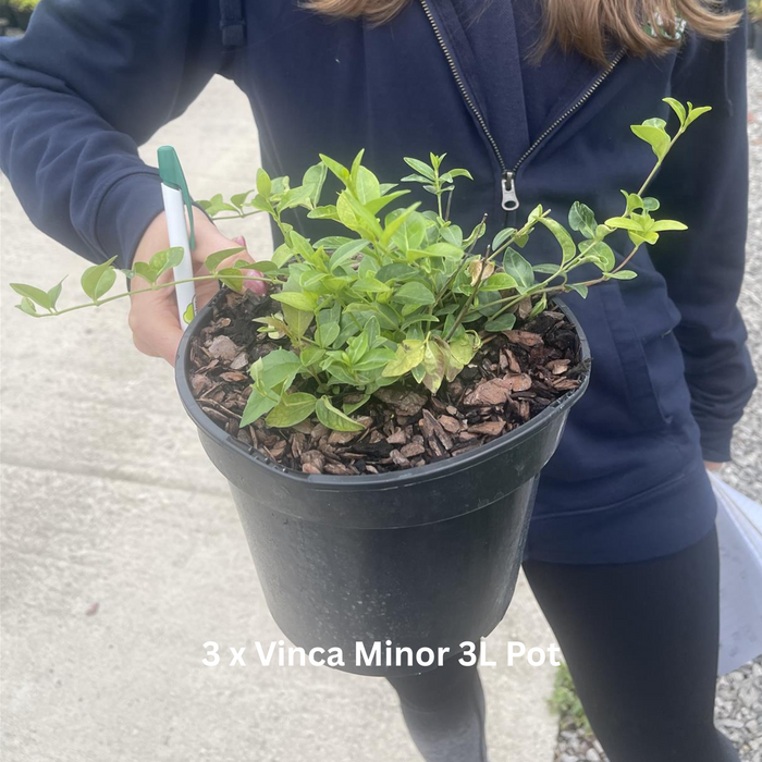 12 x Ground Cover Mixed Border Pack 2