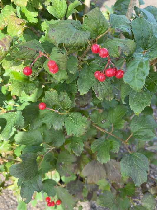 Viburnum Opulus Compactum 20 Litre Pot 80/100cm