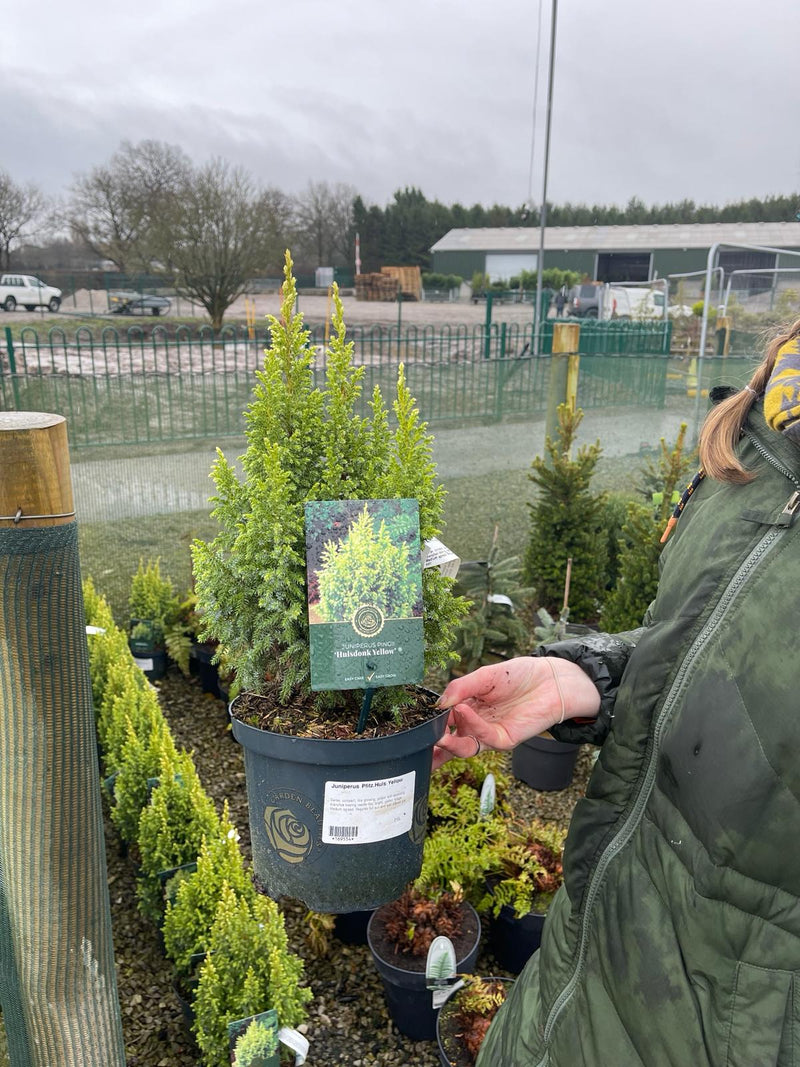 Juniperus pi. Hulsdonck Yellow 2.5 Litre Pot