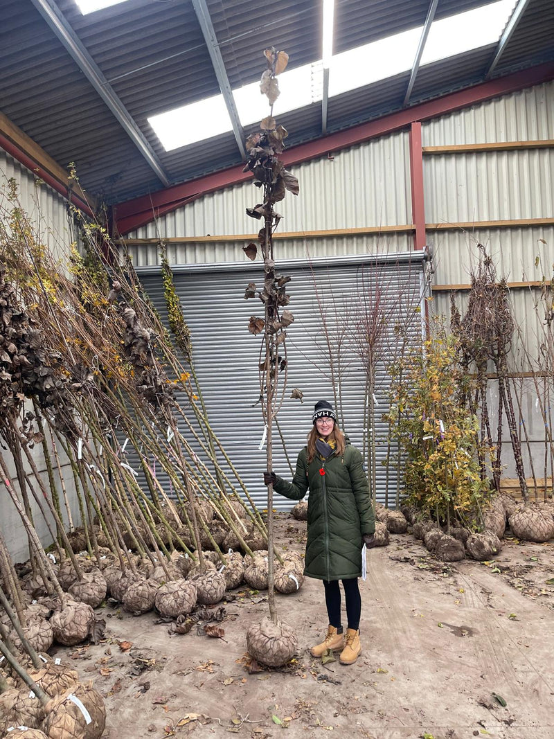 Populus Purple Tower 8/10cm Girth Root Ball