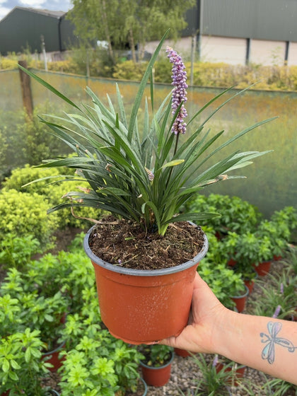 Liriope Muscari Moneymaker 2 Litre Pot