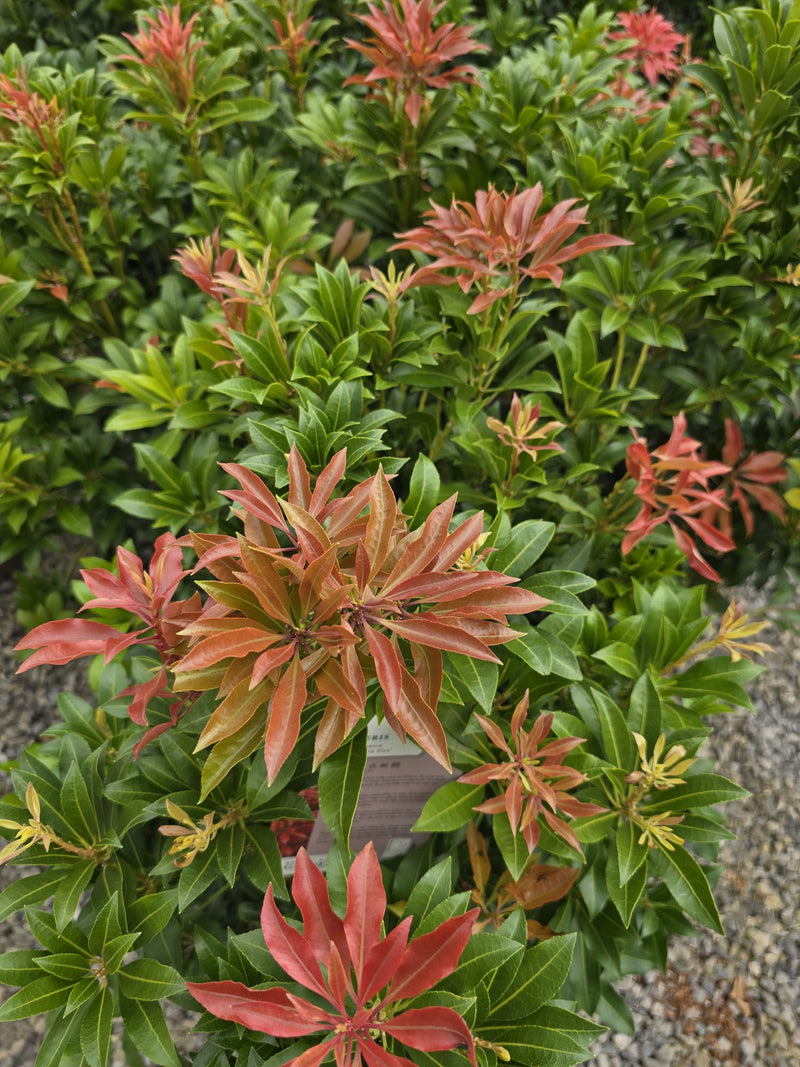 Pieris Japonica Mountain Fire 10 Litre Pot