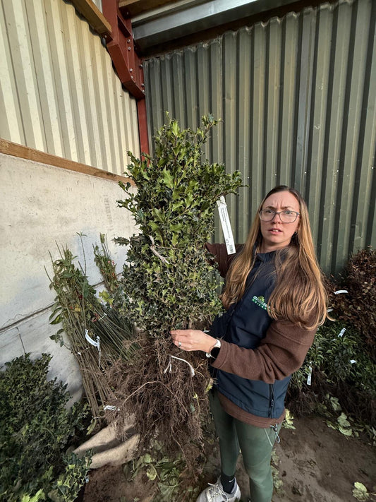 Ilex Aquifolium Hedging 40/60cm Bare Root Delivery from November