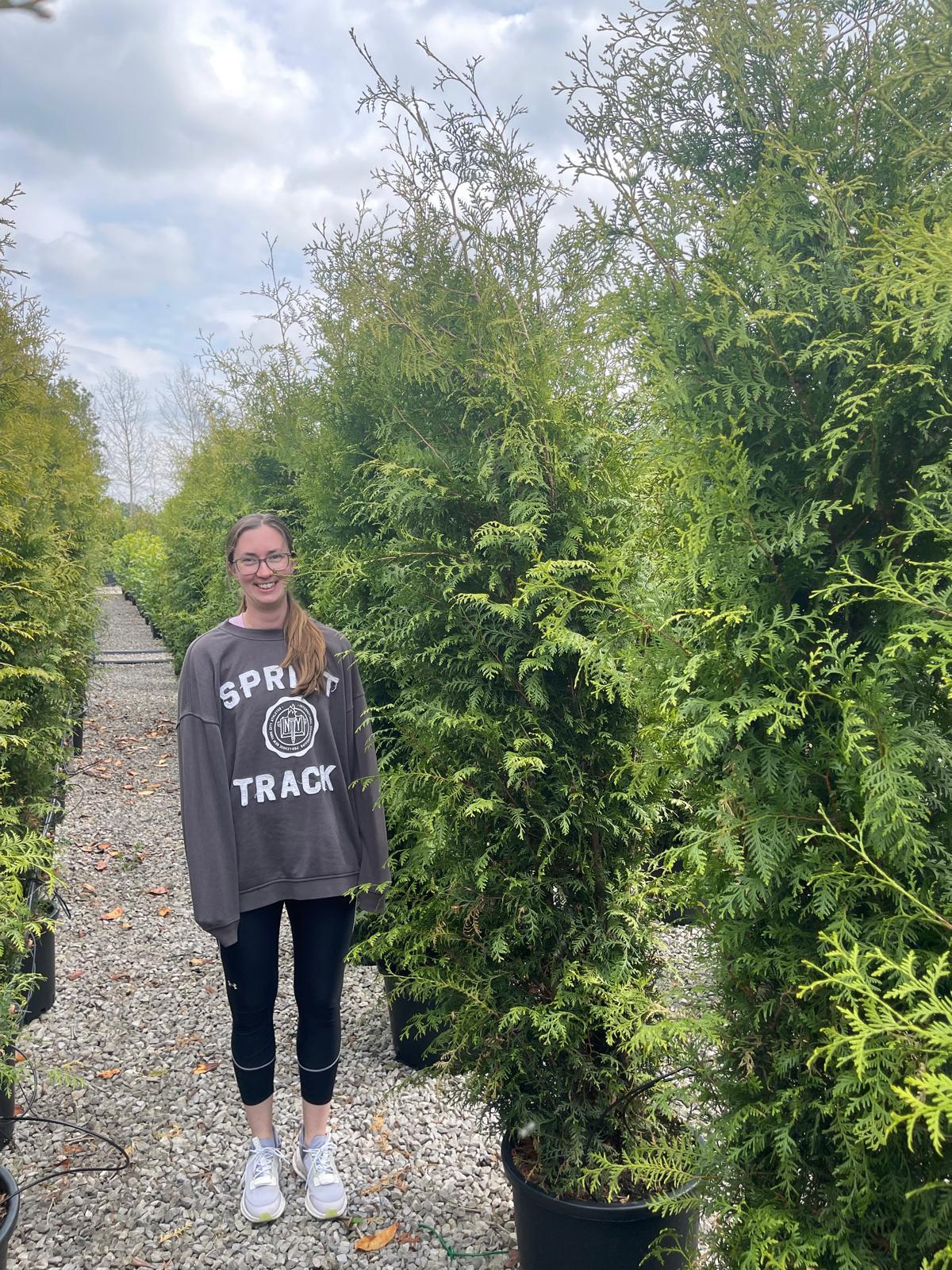Thuja Brabant 220/250 cm 35 Litre Pot — Grasslands Nursery