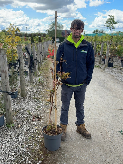 Campsis tag. Mme Galen 12 Litre 150/175cm