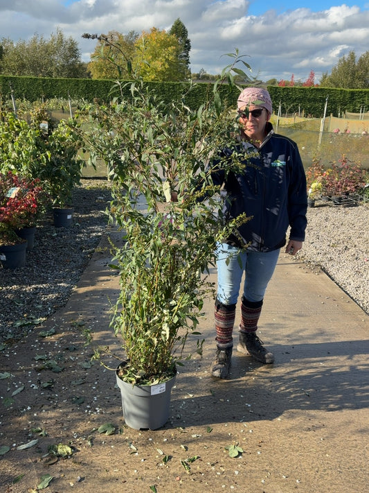 Buddleja davidii Royal Red 12 Litre Pot 80-100cm