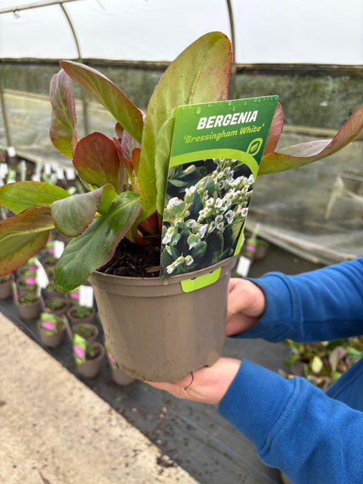 Bergenia Bressingham White 2 Litre Pot