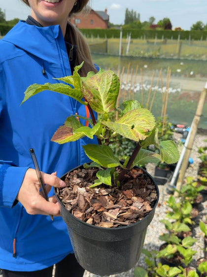 Hydrangea macrophylla 'Zorro' - Mophead Hydrangea 3 Litre Pot