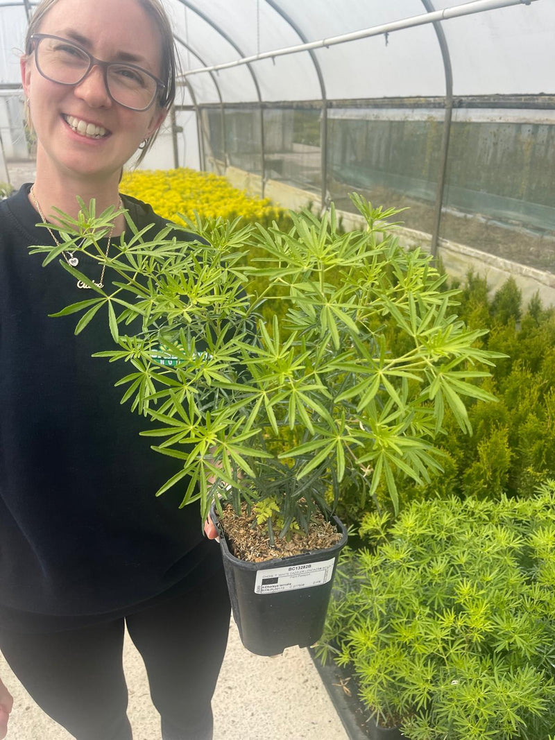 Choisya Ternata White Dazzler 1.3 Litre Pot