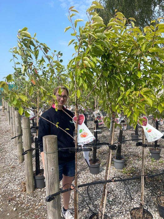 Cherry Napoleon 7.5 Litre Pot Half Standard