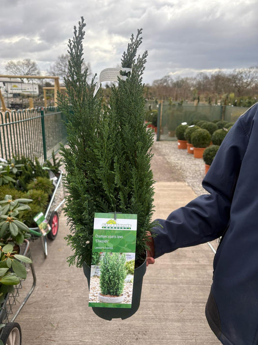 Chamaecyparis lawsoniana Ellwoodii 2.5 Litre Pot
