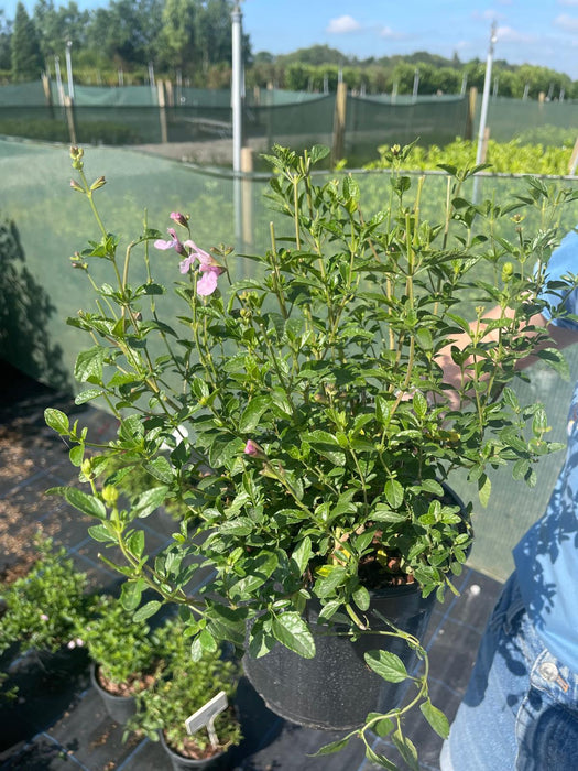 Salvia Jamensis Magical Orinoco 3 Litre Pot