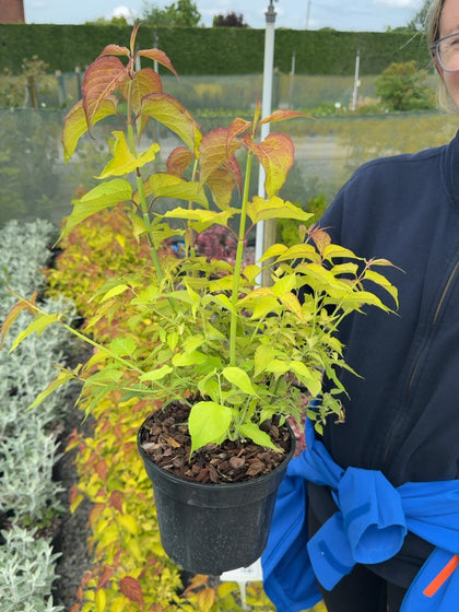 Leycesteria formosa 'Golden Lanterns' - Himalayan Honeysuckle 3 Litre Pot