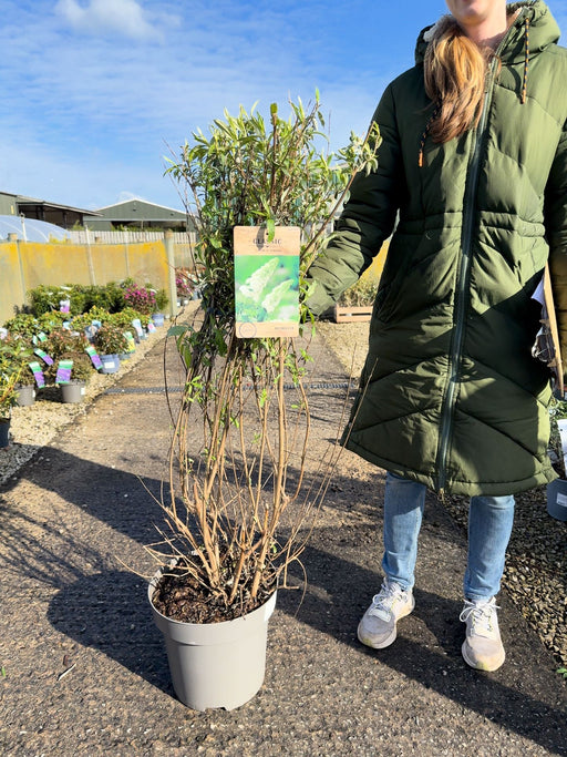 Buddleja davidii White Profusion12 Litre Pot 80/100cm