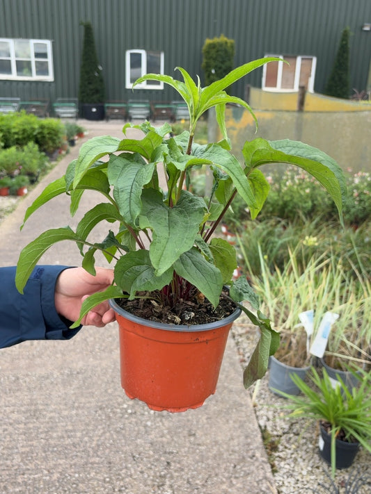 Echinacea Purpurea Magnus 2 Litre Pot