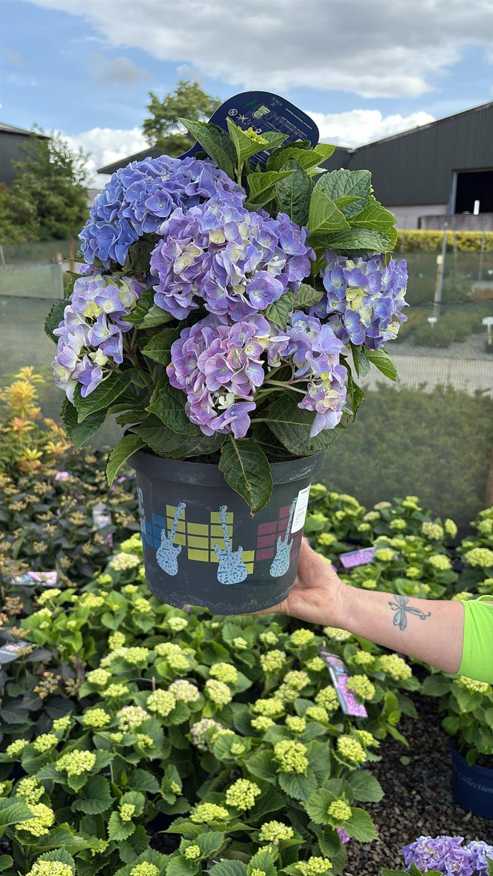 Hydrangea Mac. Boogie Woogie 5 Litre Pot