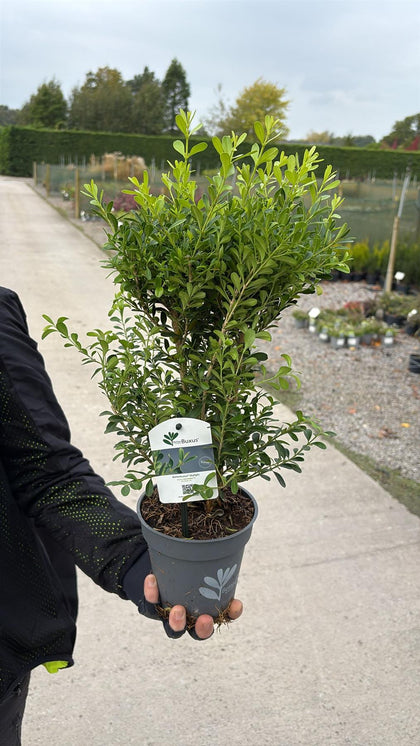 Buxus Hedging Betterbuxus Skylight 13cm Pot 20cm
