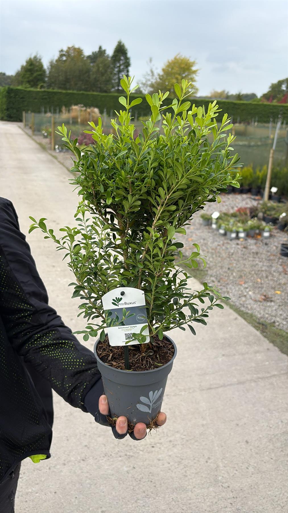 Buxus Hedging Betterbuxus Skylight 13cm Pot 20cm — Grasslands Nursery