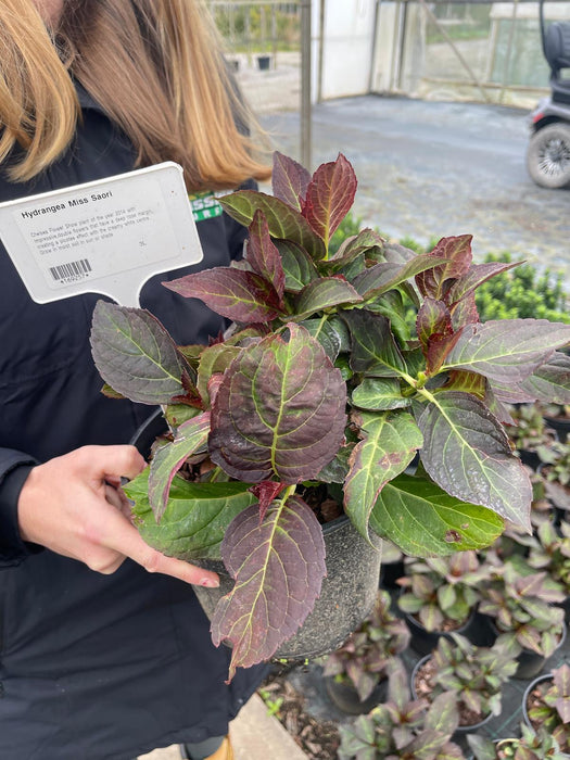 Hydrangea mac. Miss Saori