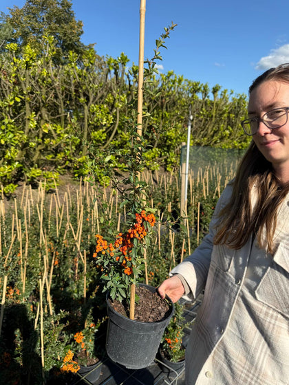 Pyracantha Saphyr Orange 3 Litre Pot