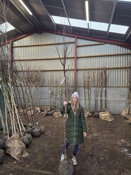 Prunus Serrula Heavy Standard 10-12cm Girth Rootballed