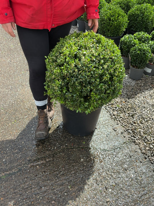 Ilex Crenata Caroline Ball 25 Litre Pot 50cm