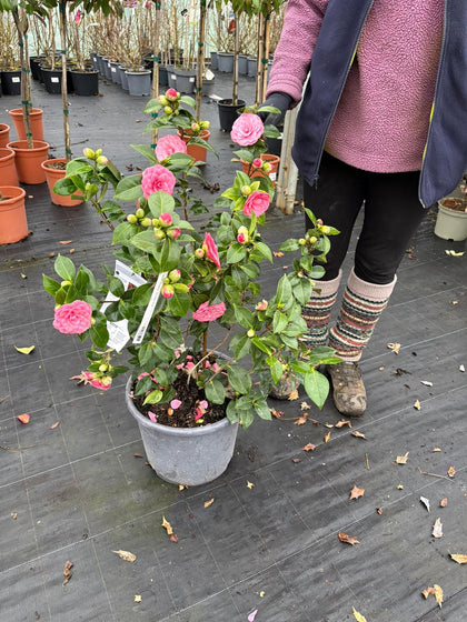 Camellia Jap.Miss Tingley 15 Litre Pot