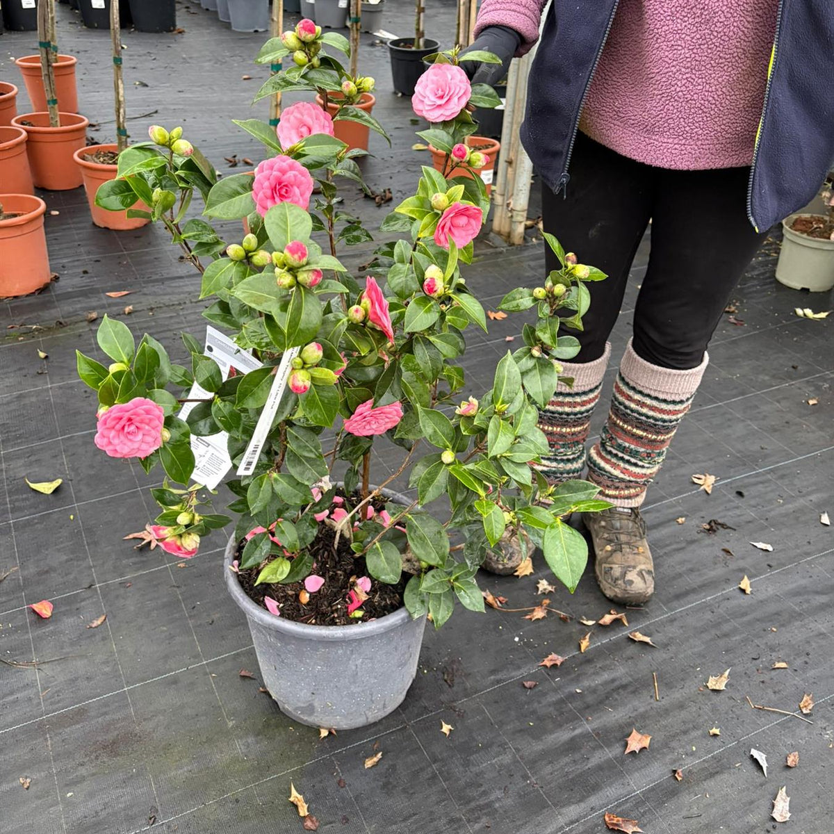 Camellia Jap.Miss Tingley 15 Litre Pot — Grasslands Nursery