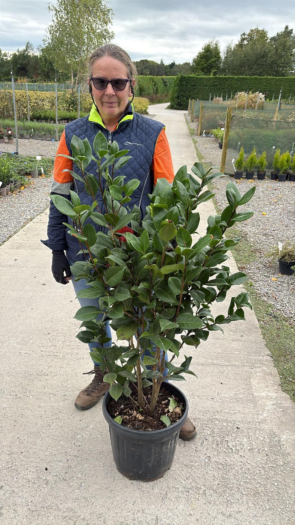 Camellia Japonica Mathotiana 18 Litre Pot