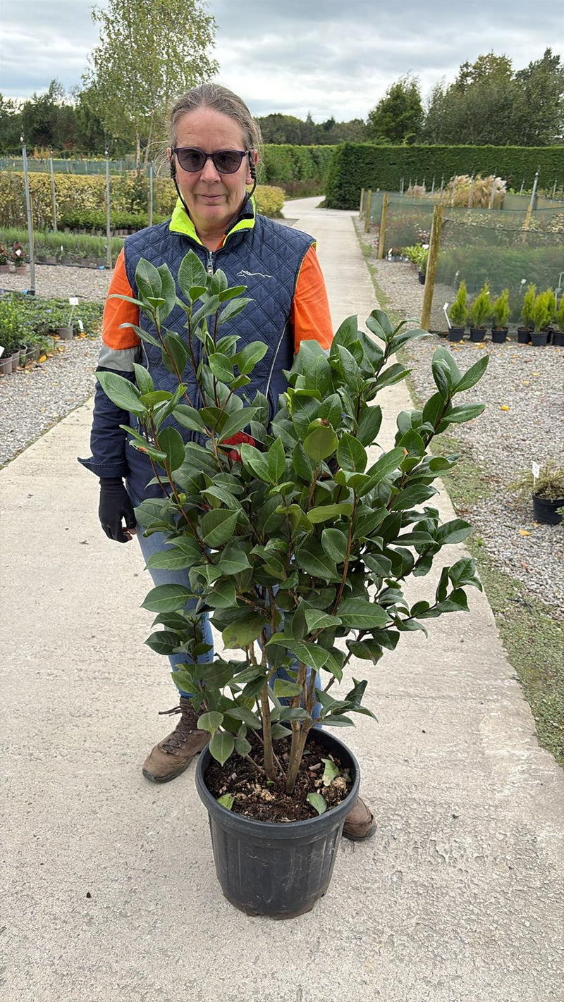 Camellia Japonica Mathotiana 18 Litre Pot