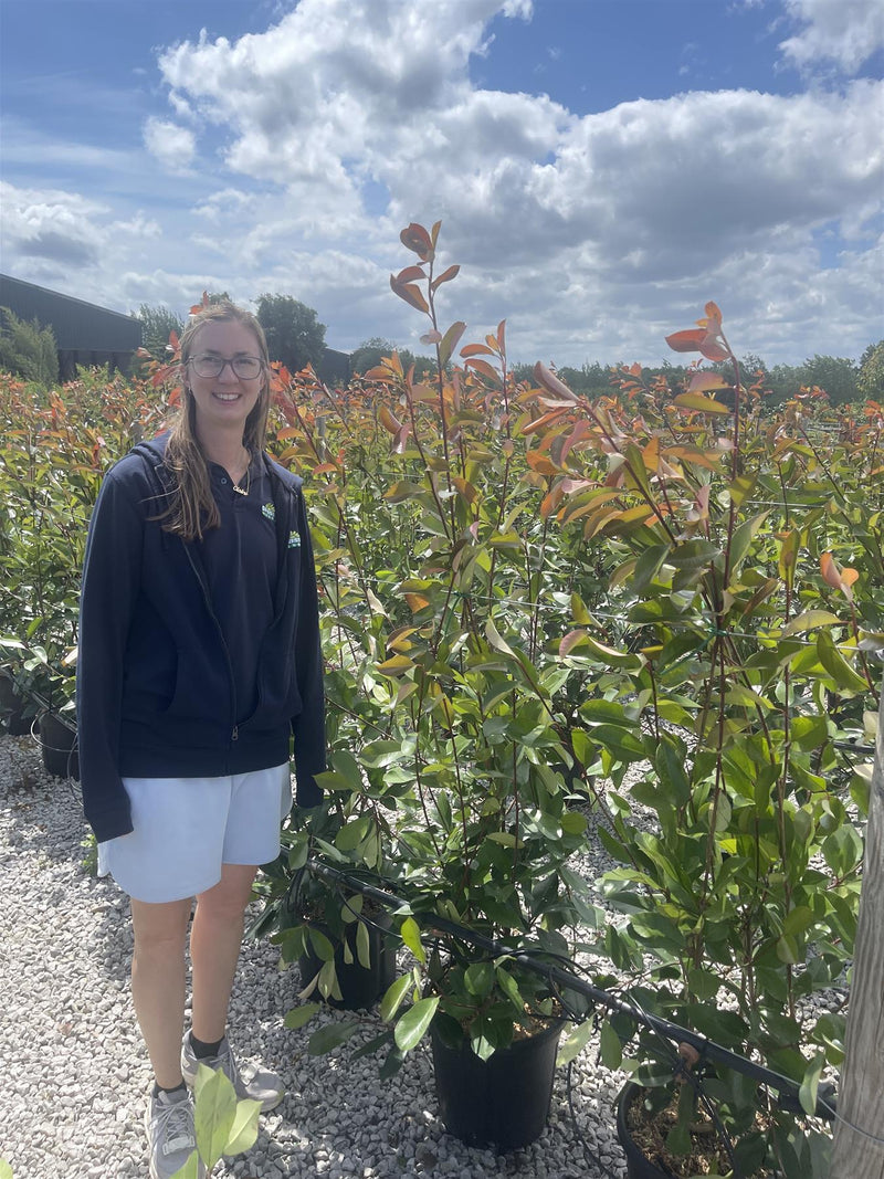 Photinia Red Robin 18 Litre Pot