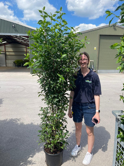 Portuguese Laurel Pot Grown 180/200cm