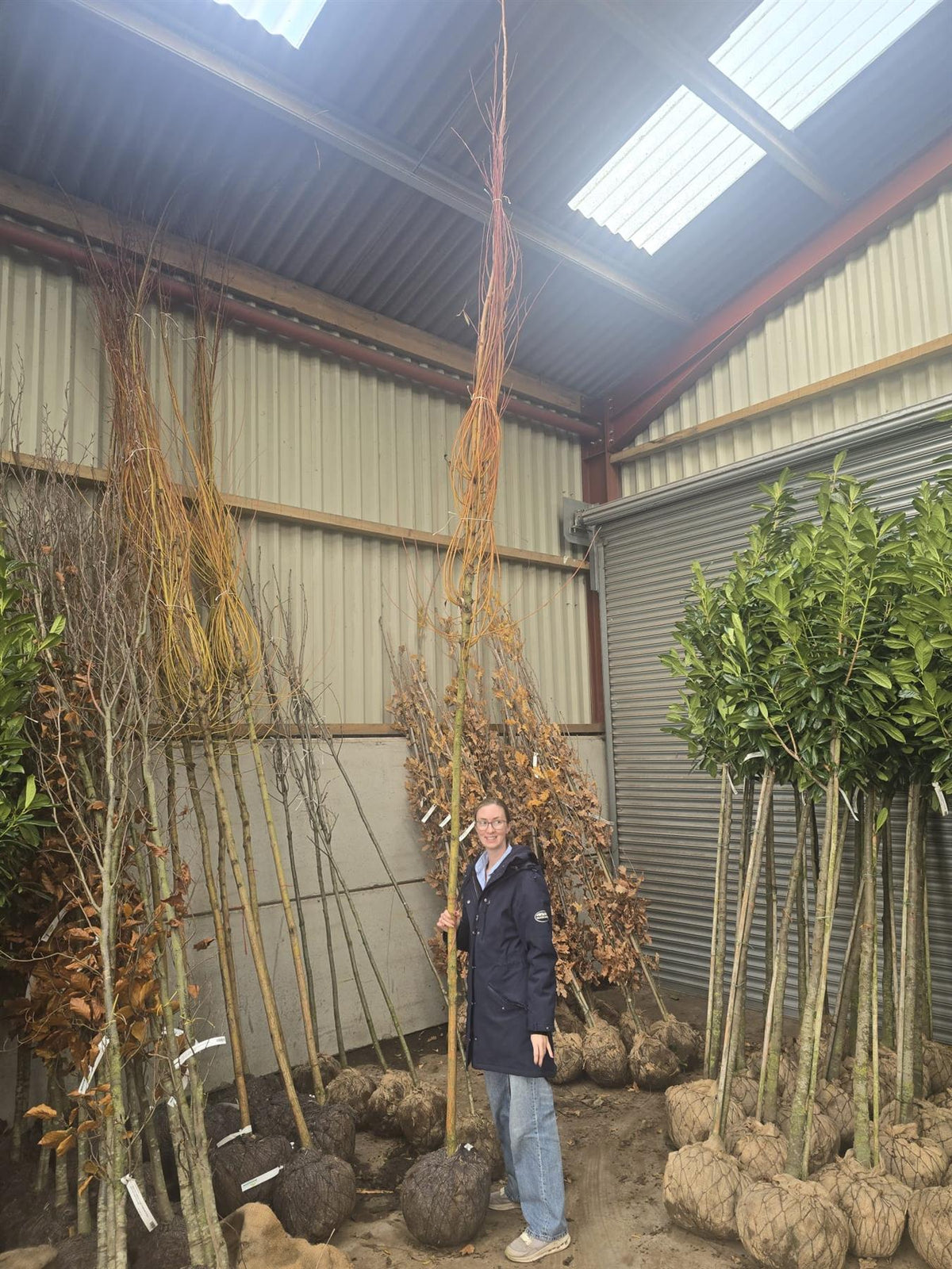 Salix alba Chermesina Root Ball 8-10cm Girth Delivery From November Onwards