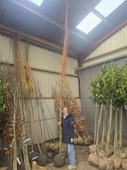Salix alba Chermesina Root Ball 8-10cm Girth Delivery From November Onwards