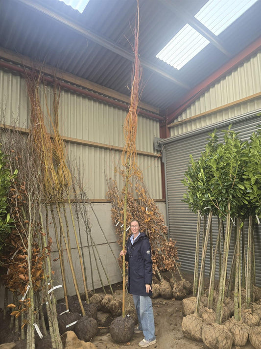 Salix alba Chermesina Root Ball 8-10cm Girth Delivery From November Onwards