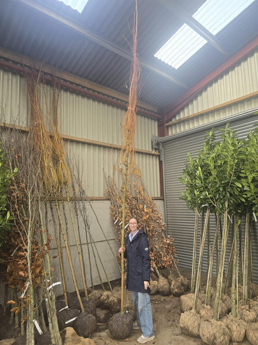 Salix alba Chermesina Root ball 8/10cm Girth