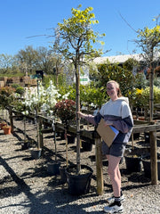 Wisteria Sinensis Prolific High Standard 6/8cm Girth