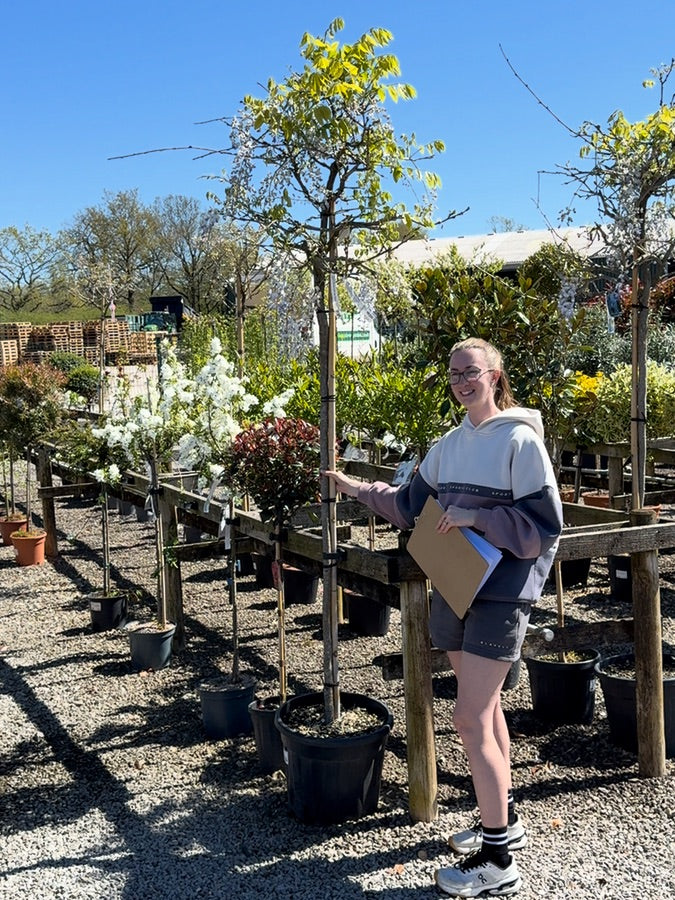 Wisteria Sinensis Prolific High Standard 6/8cm Girth