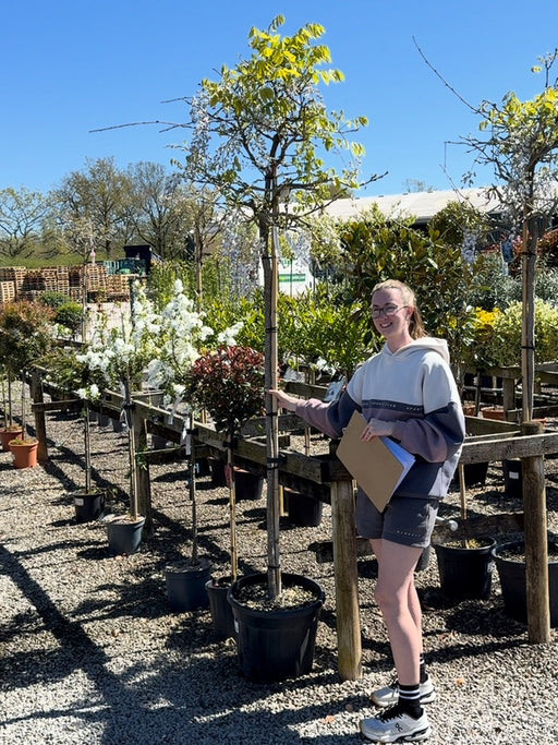 Wisteria Sinensis Prolific High Standard 6/8cm Girth